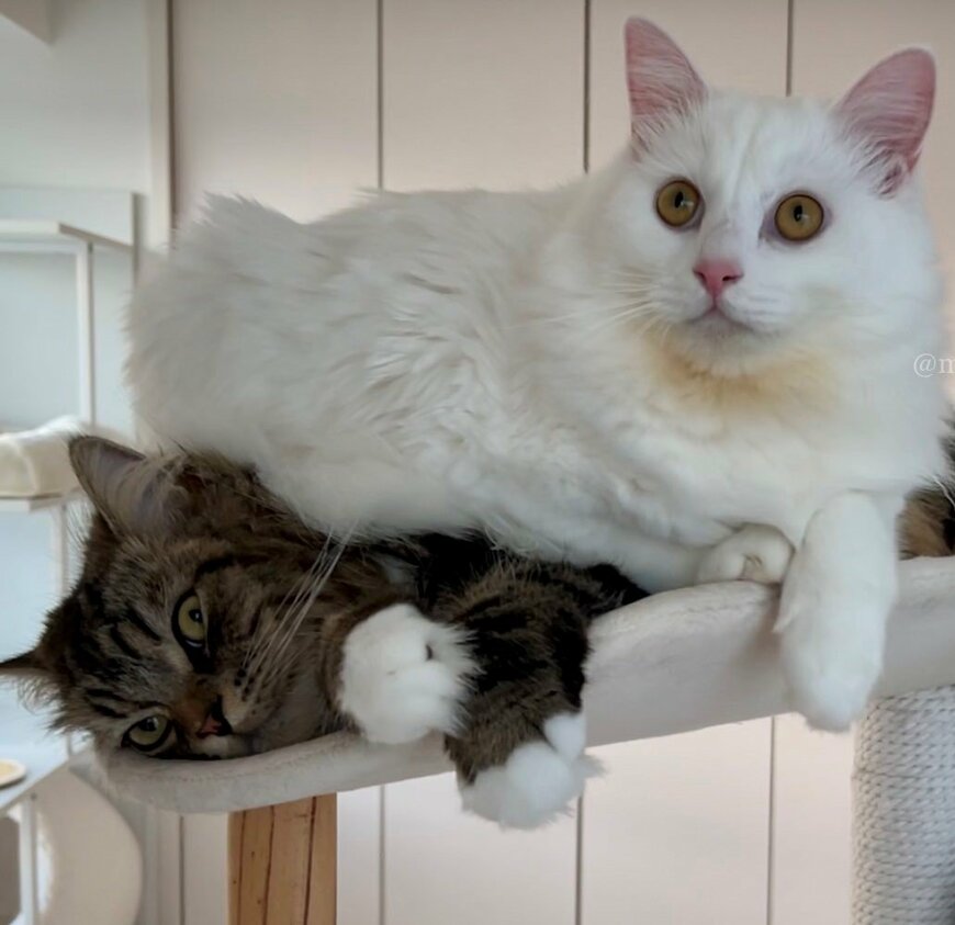 出所：@meltube_cat