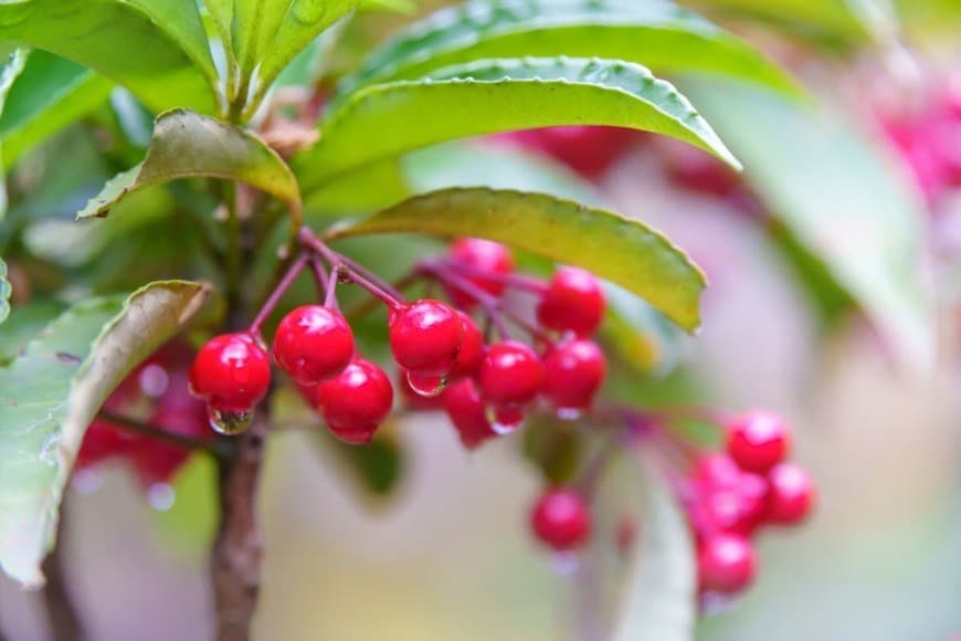 【赤い実がなる植物】植えっぱなしOK！毎年秋冬におしゃれな実が楽しめる《低木・多年草》8選