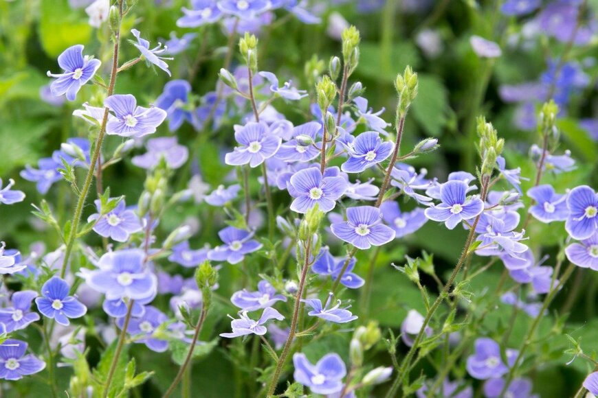 Iva Vagnerova/istockphoto.com