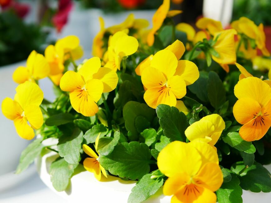 croquette/shutterstock.com