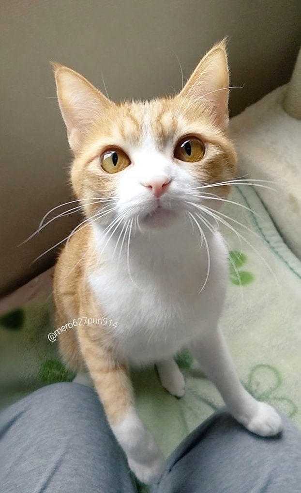 出所：@mero627puri914