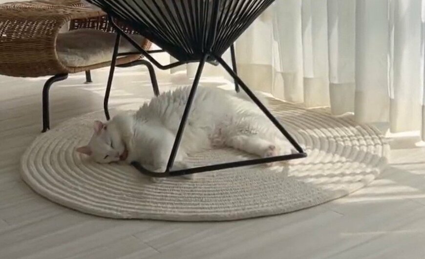 出所：@meltube_cat