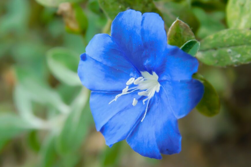 Niken Nuswantari/shutterstock.com