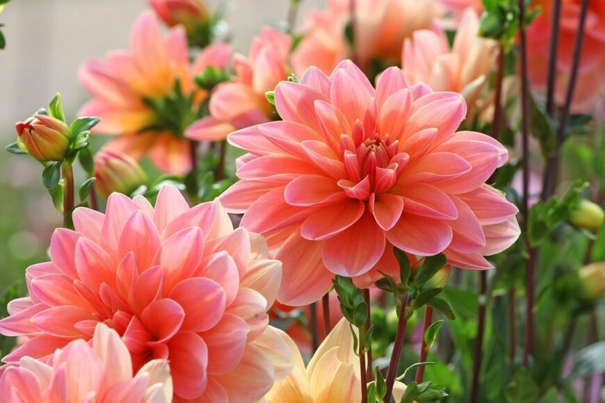 植えっぱなしで【ローメンテ＆おしゃれな夏庭づくり】毎年夏に花が咲く「春植え球根」厳選3種