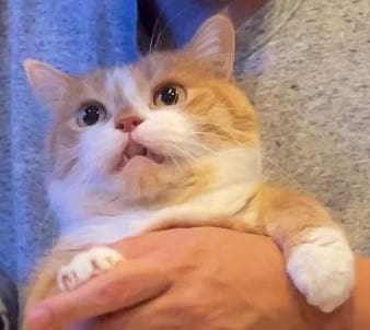 出所：@kotaro_0315