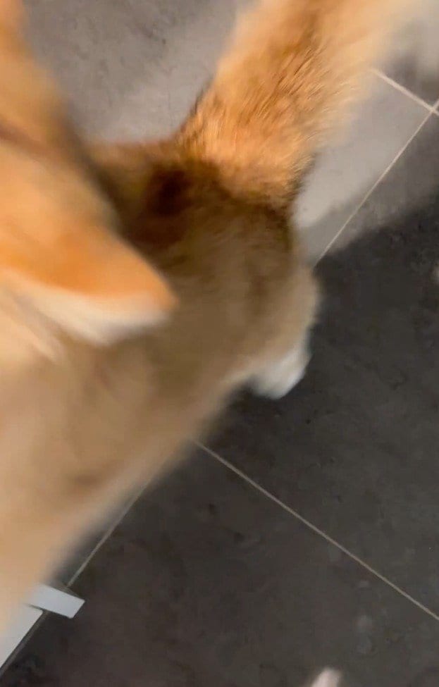 出所：@momosuikitty