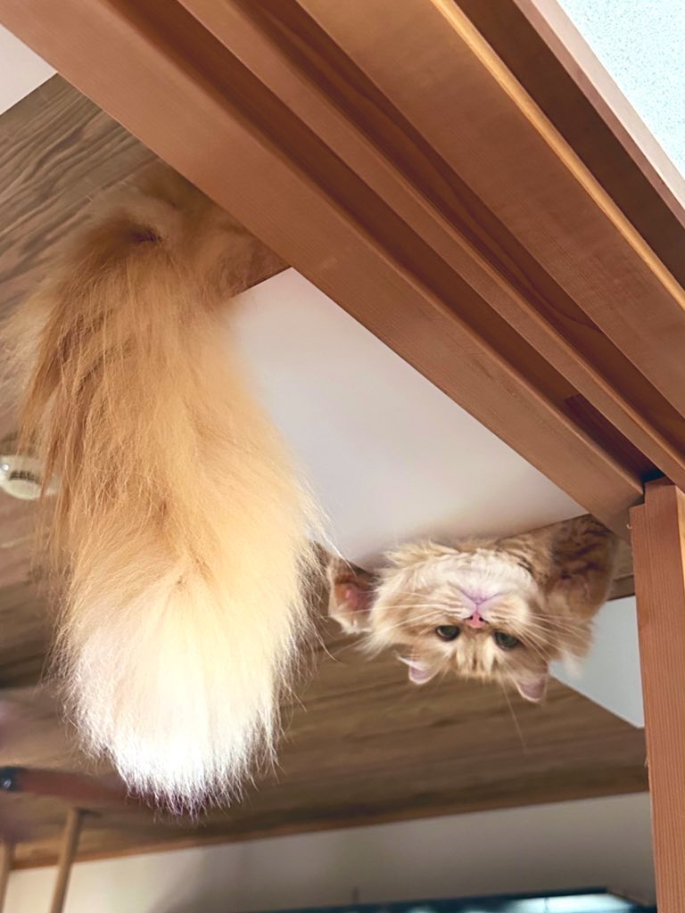 出所：@NEKOLAND13