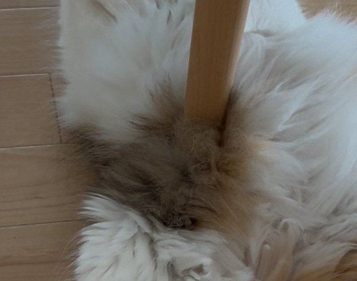 出所：@azukichi_komugi