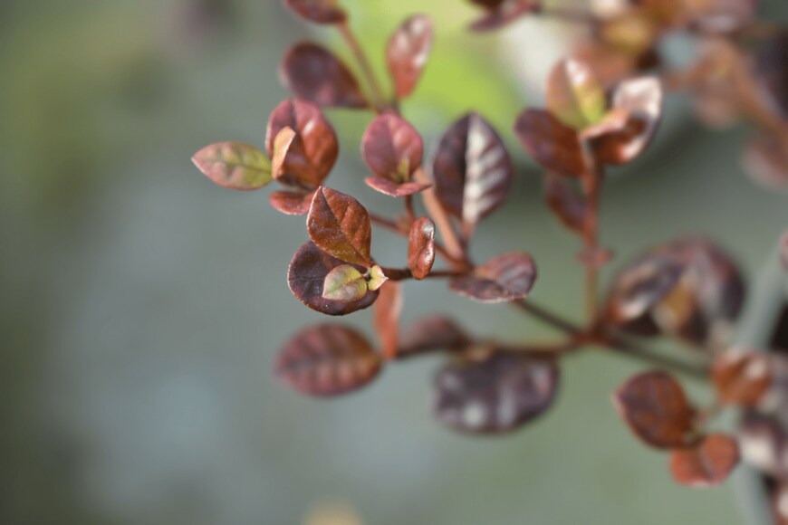 ロフォルミタス　Nahhana/shutterstock.com