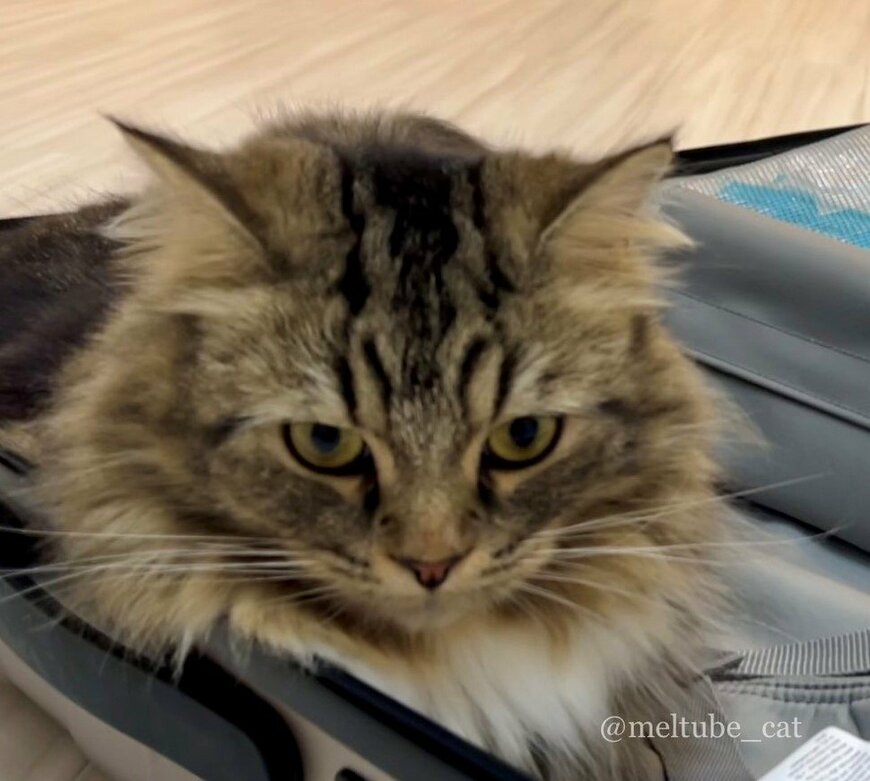 出所：@meltube_cat