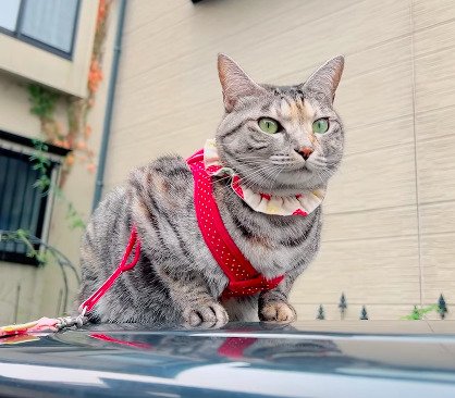 まるで「番猫」！？車の上でパトロールする猫ちゃんを発見！真剣な眼差しが頼もしすぎます