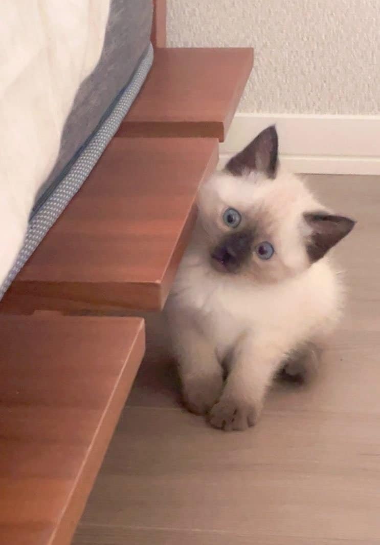 猫の“0歳と2歳”ビフォーアフターに癒やされる　変化に驚く人からは「目の色がかなり変わってる」