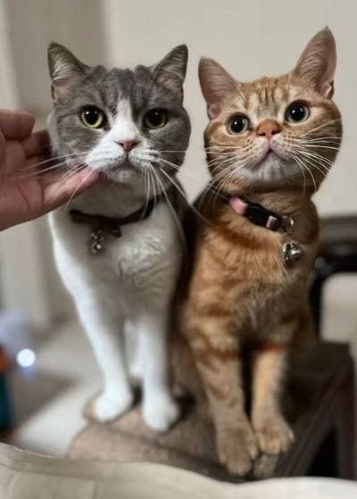 出所：＠mocchinokimochi