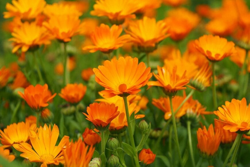 Wolfen/Shutterestock.com