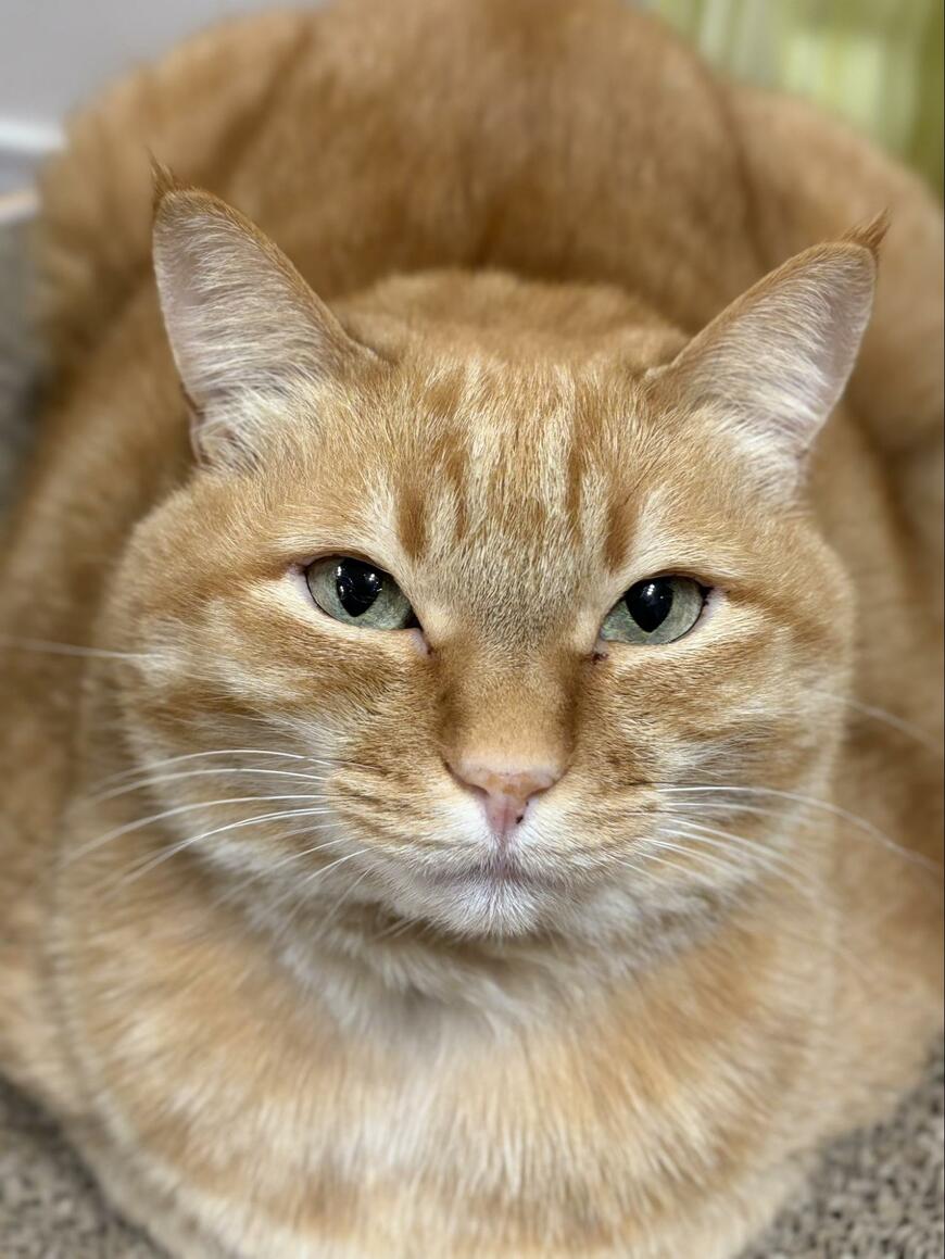 出所：@kagisuzu0531