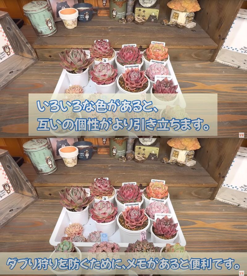 出所：@四十郎の多肉チャンネル