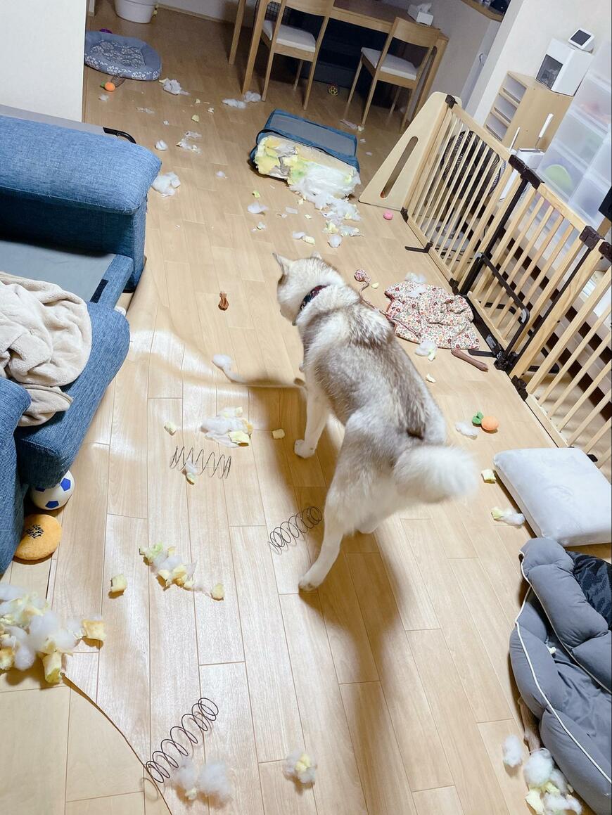 出所：@irislady_husky