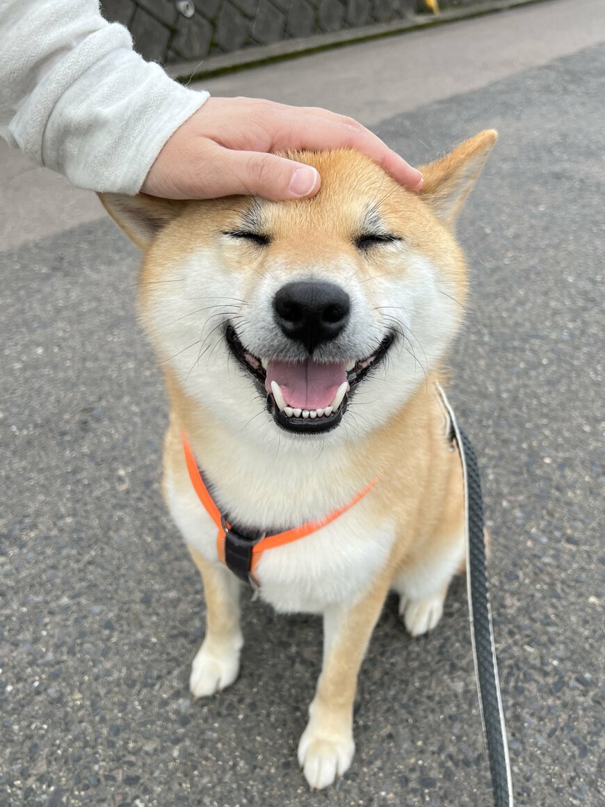 出所：@fufufufufu_ta