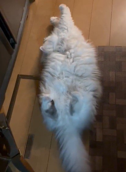 出所：@NEKOLAND13