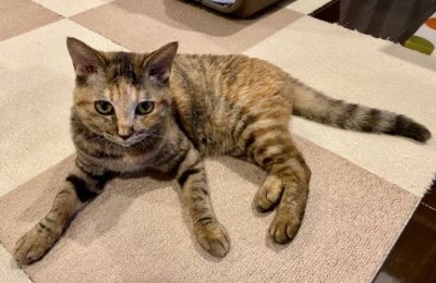 出所:@Adonis_Beginner