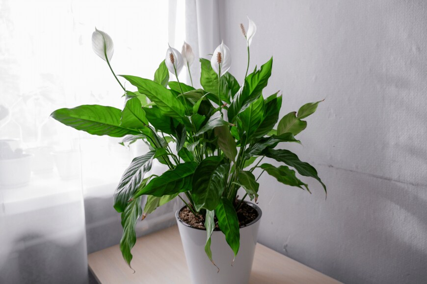 Alsu Kanyusheva/shutterstock.com