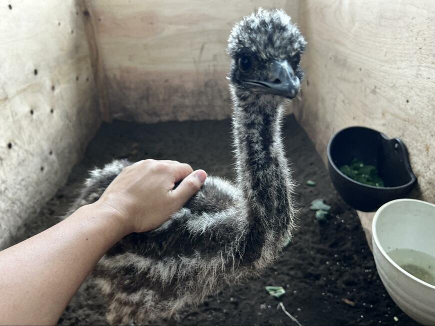 出所：@fukayahachu