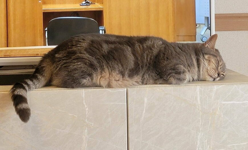 出所：@nekotansoku