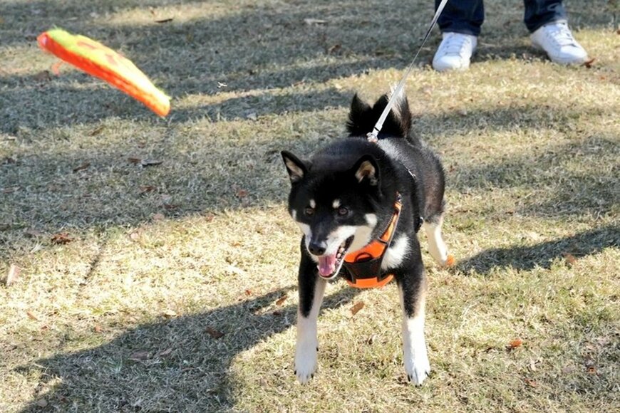 フリスビーで遊ぶ黒柴犬さん、お茶目な「キャッチの仕方」がかわいいと話題に