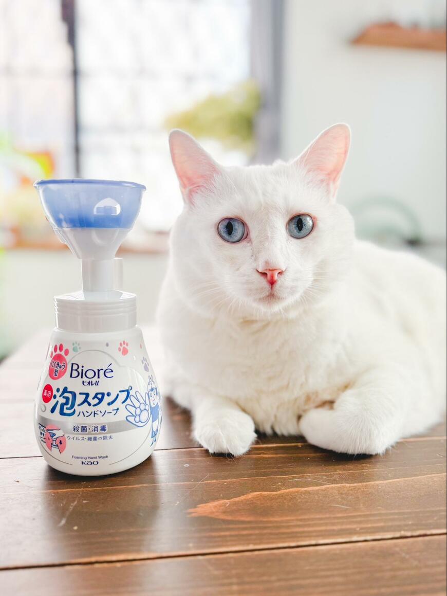 テーブルと猫