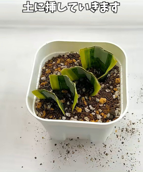 カットしたサンセベリアの葉を土に挿していく