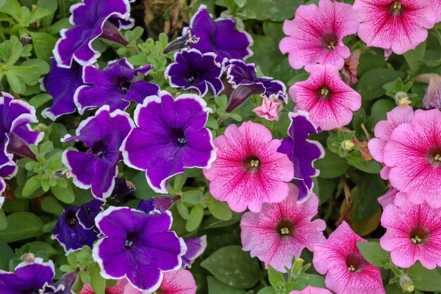 カラバリ豊富で、真夏でも元気に花を咲かせる「ペチュニア」