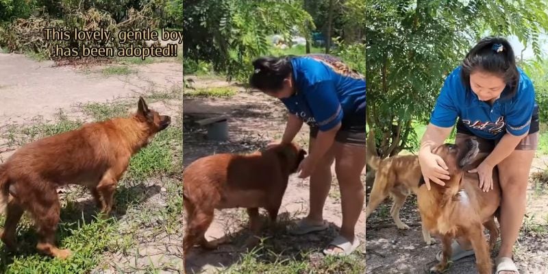 出所：<u><a href="https://www.instagram.com/jaidogrescue/reel/DbkuZjPjx_X/" target="_blank">@</a></u><u><a href="https://www.instagram.com/jaidogrescue/reel/DbkuZjPjx_X/" target="_blank">jaidogrescue</a></u>