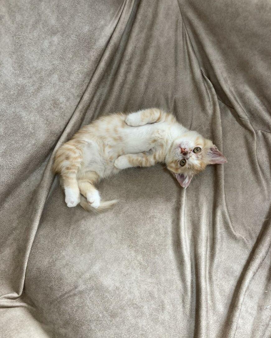 布団の上で寝る猫