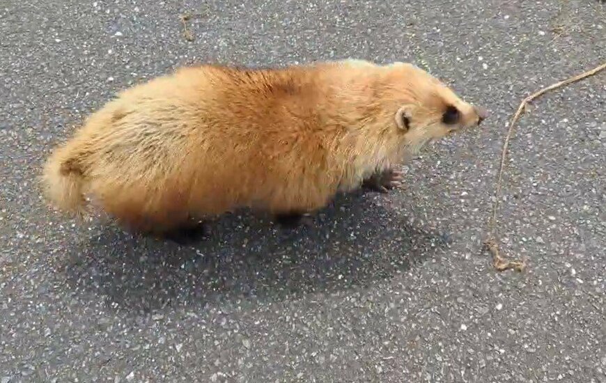 アナグマの様子