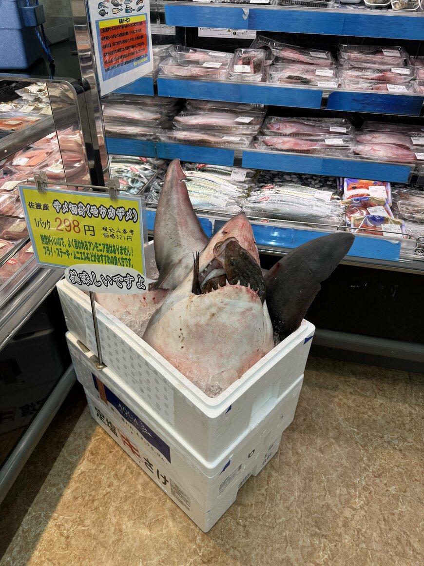 思わず目を奪われてしまうサメの姿！