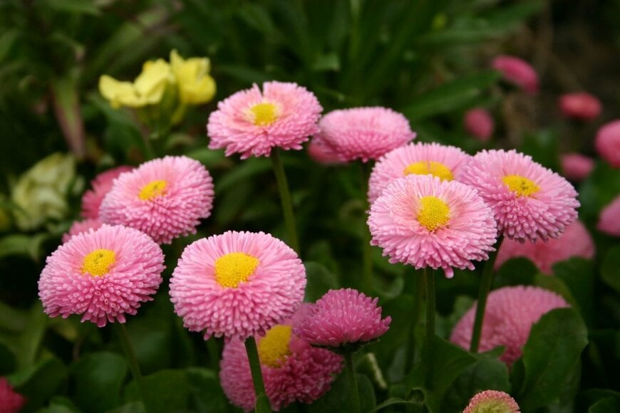 ピンクの花びらのデージー。花の中央は黄色