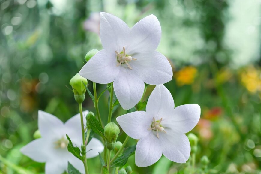 白いキキョウの花