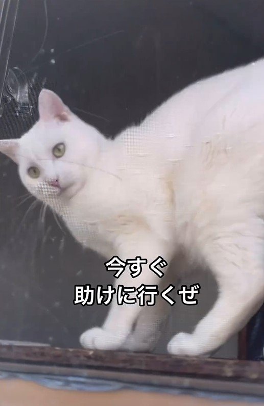 ママを心配する猫