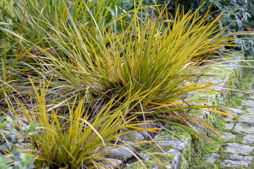 黄色みがかった細い葉のカレックス