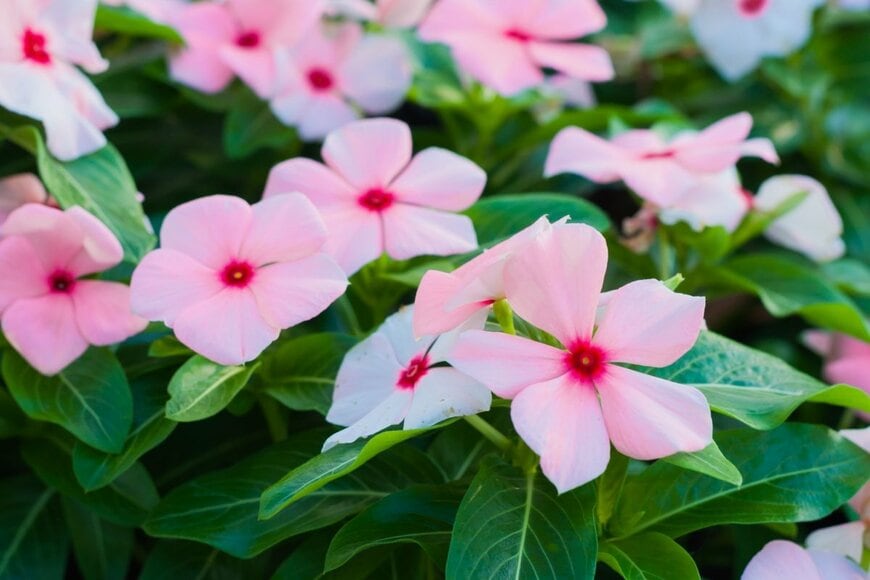 ピンクのニチニチソウ