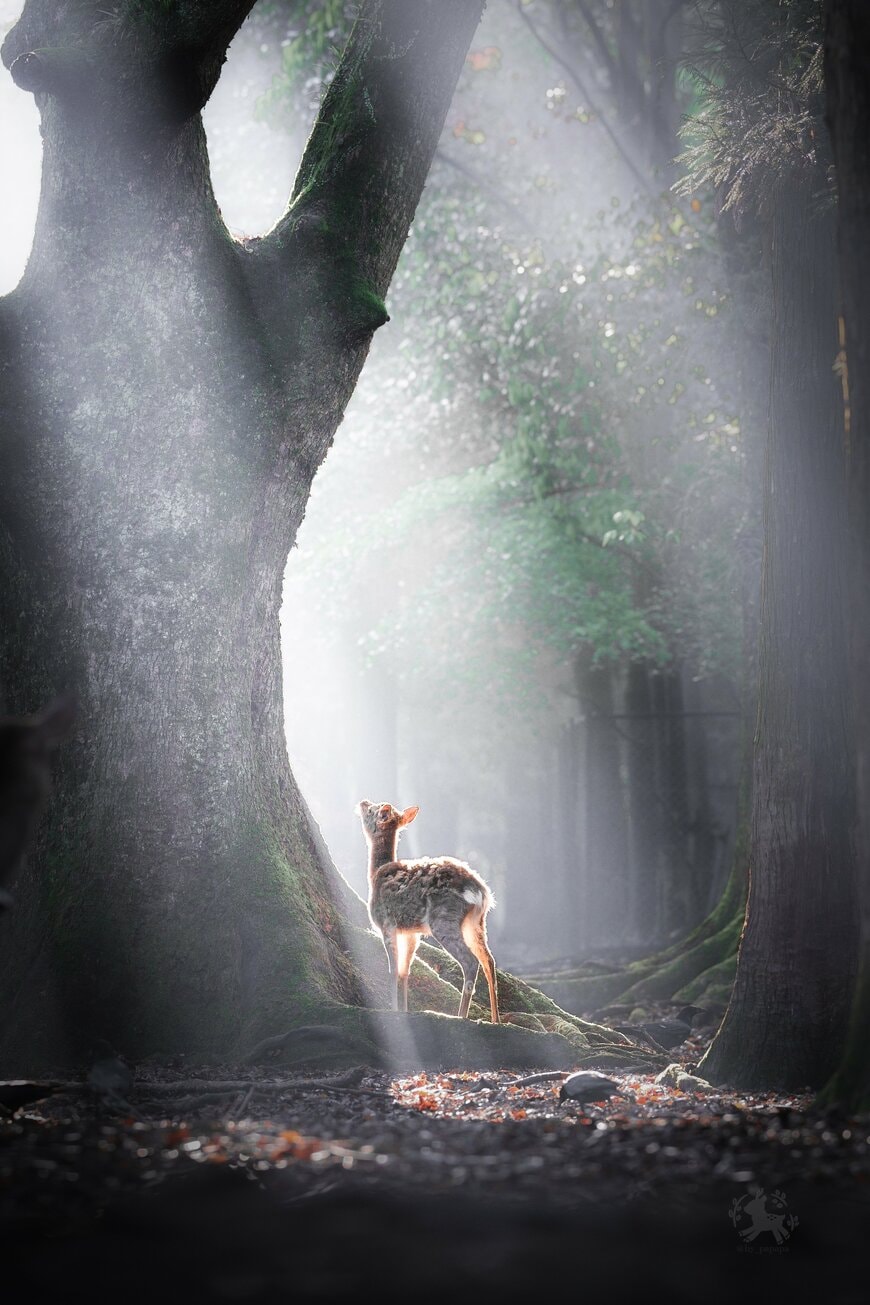 奈良公園の奥にある大樹と鹿