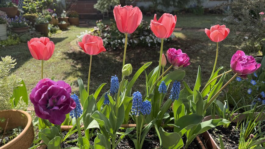 鉢植えで同時に咲いたチューリップと、まだ小粒のムスカリの著者撮影写真