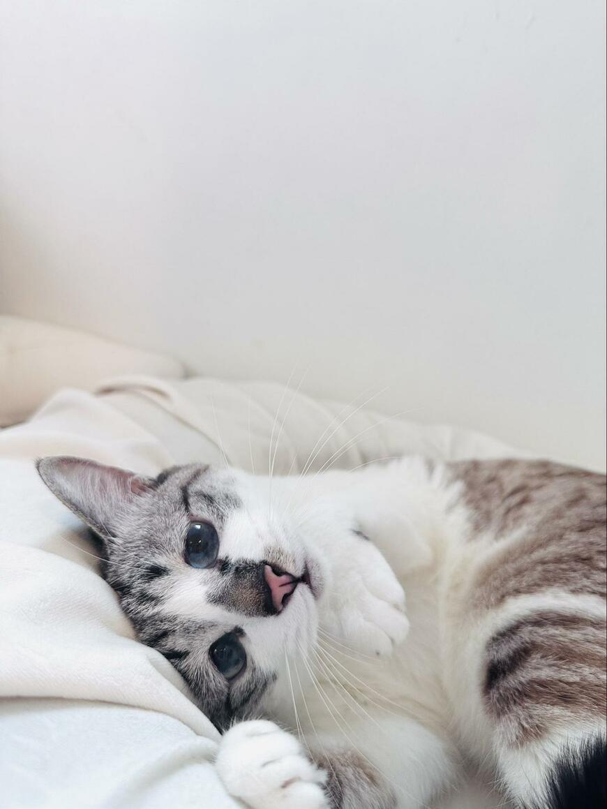 ションボリ顔の猫