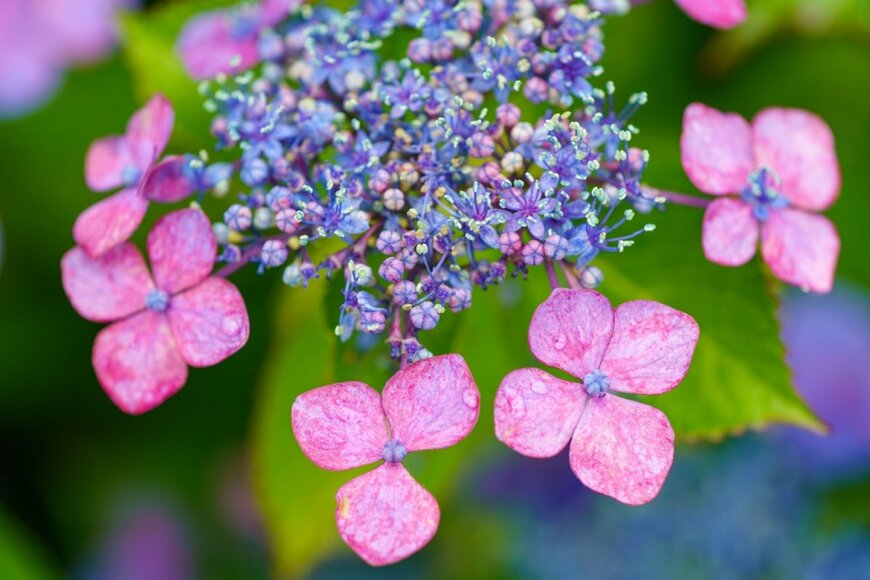 ピンク色の花を咲かせている、ガクアジサイ