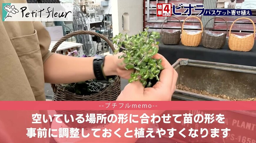 プチフルール 園芸Ch(@petit_fleur)さん投稿動画のキャプチャ