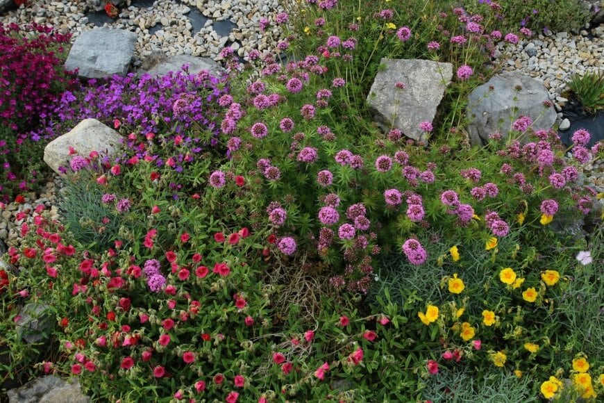 花が一面に咲いている。美しい花が咲く植物のグランドカバー。
