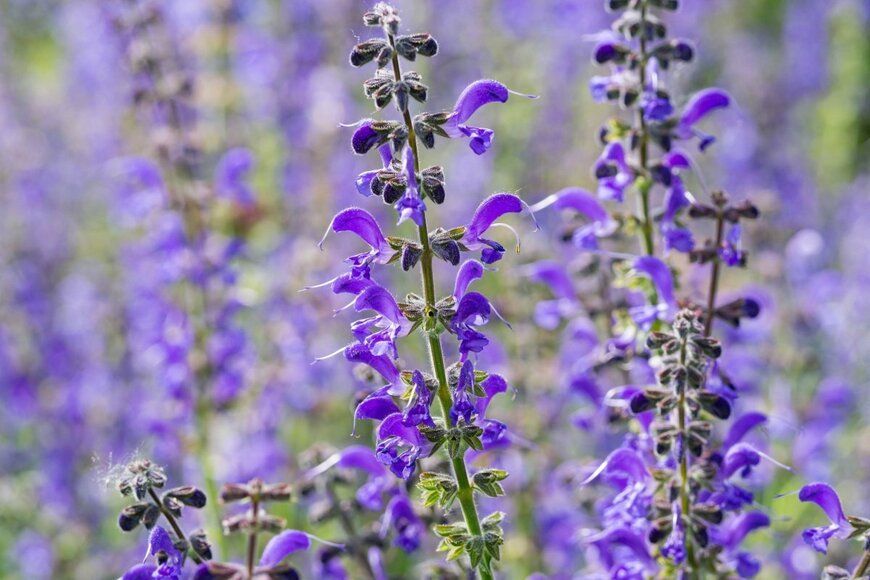 紫色の花を咲かせている宿根サルビア