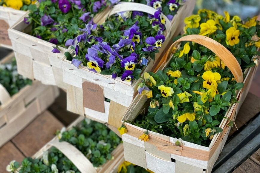 パンジーの花の苗がたくさん箱に入っている
