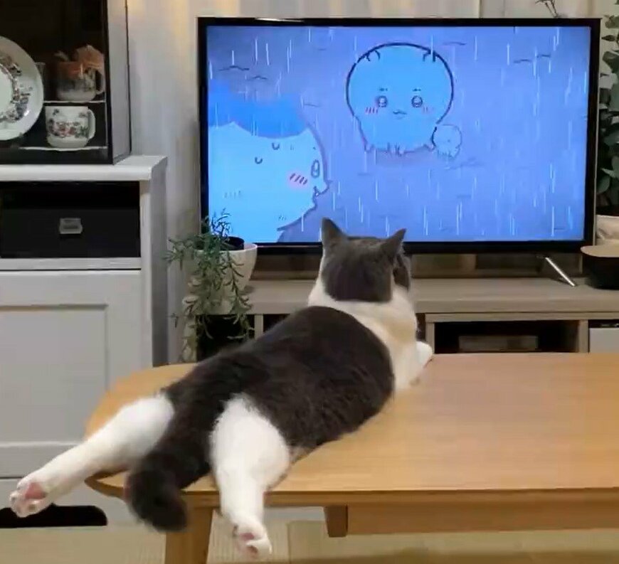 猫ちゃんのかわいい「おみ足」