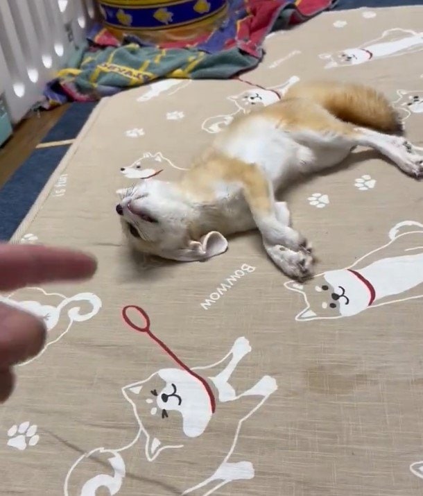 フェネック